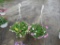 2 Petunia Hanging Baskets