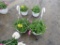 2 Petunia Hanging Baskets