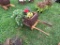 Wooden Wheelbarrow w/Flowers