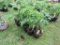 9 Sun Fresh Tomato Plants