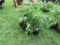6 Sun Fresh Tomato Plants