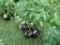 6 Sun Fresh Tomato Plants