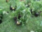6 Sun Fresh Tomato Plants