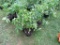 6 Resolute Tomato Plant