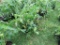 6 Resolute Tomato Plant