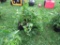 6 Resolute Tomato Plant