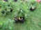 6 Resolute Tomato Plant