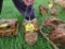 2 Small Hanging Wooden Planters