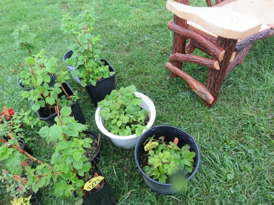 4 Red Raspberry Plants