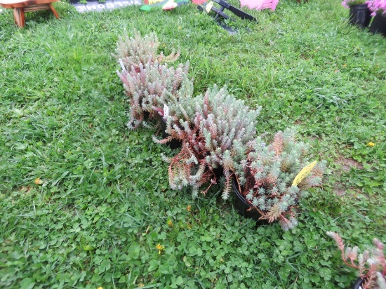 5 Creeping Sedum
