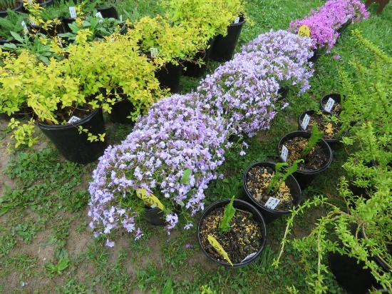 5 Lavendar Mountain Pinks