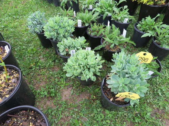5 Sedum