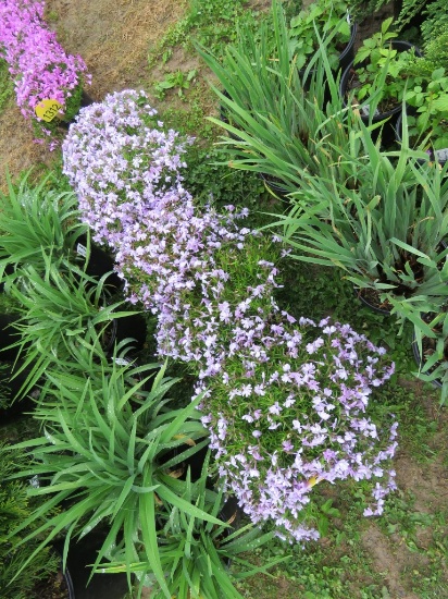 5 Lavendar Mountain Pinks