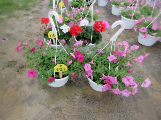 2 PetuniaHanging Baskets