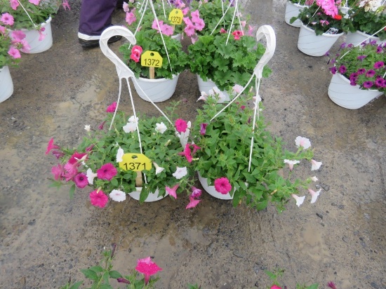 2 Petunia Hanging Baskets