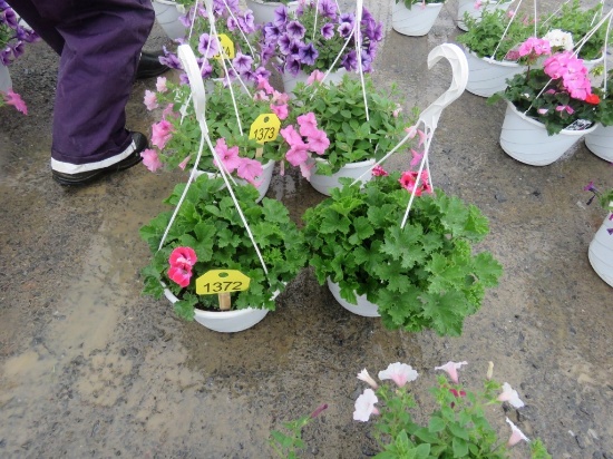 2 Geranium Hanging Baskets