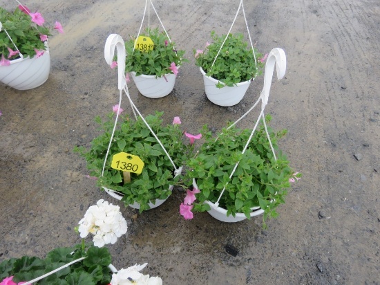 2 Petunia Hanging Baskets