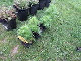 4 Larkspur Plants