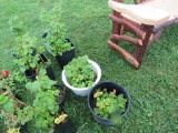 4 Red Raspberry Plants