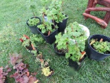 4 Red Raspberry Plants