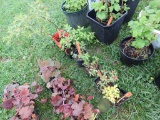 6 Spirea Plants