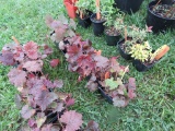 5 Coral Bells