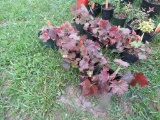 5 Coral Bells