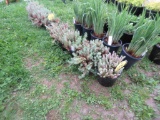 5 Creeping Sedum