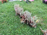 5 Creeping Sedum