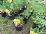 5 Lavendar Yarrow