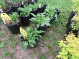 5 Black Eyed Susan