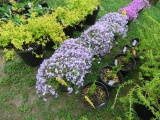 5 Lavendar Mountain Pinks