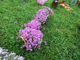 5 Dark Pink Mountain Pinks