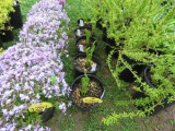 5 Ostrich Ferns