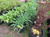 5 Yellow Day Lily