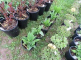 5 Lily of the Valley (white)
