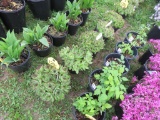 5 Hens & Chicks