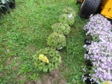 5 Hens & Chicks
