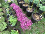 5 Red Mountain Pinks