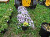 5 Lavendar Mountain Pinks