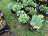 5 Sedum