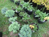 5 Lavendar Yarrow