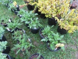 5 Black Eyed Susan