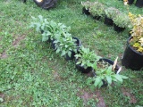 5 Black Eyed Susan