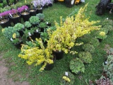 5 Emerald & Gold Euonymus
