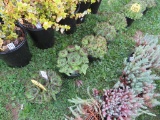 5 Hens & Chicks