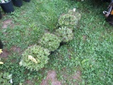 5 Hens & Chicks