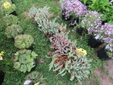 5 Creeping Sedum