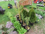 5 Weeping Willow