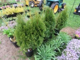5 Emerald Green Arborvite